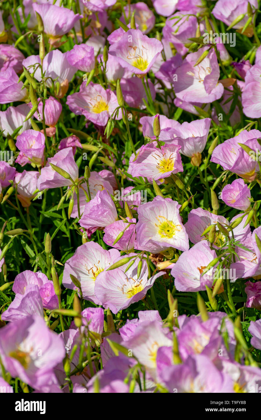 Blossom of pink bellflowers campanula flowers in garden, nature background close up Stock Photo