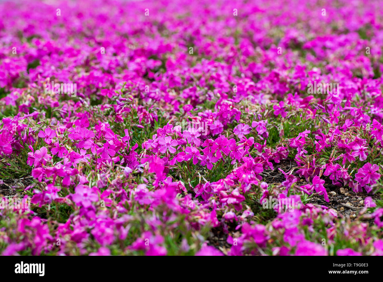 Fuji Shibazakura Festival near Kawaguchiko, Japan Stock Photo