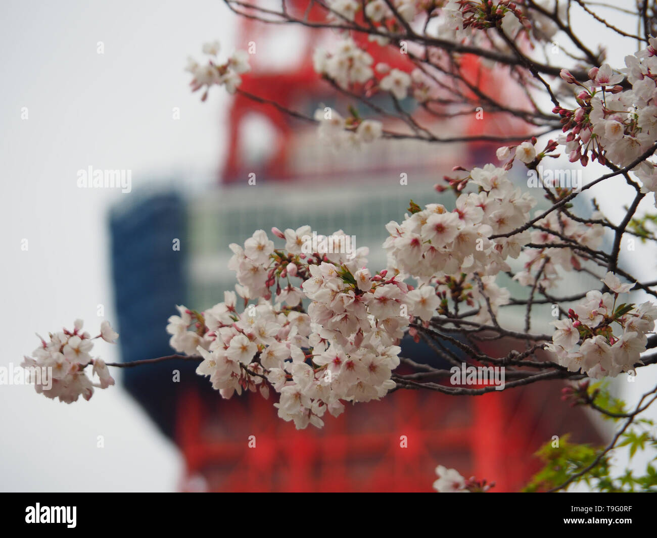Japanische kirsche hi-res stock photography and images - Alamy