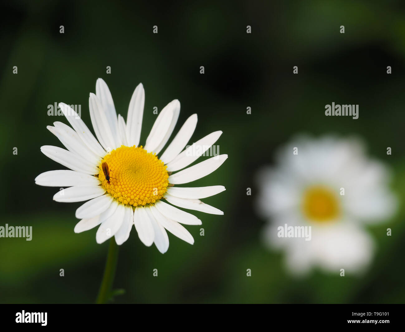 Nahaufnahme einer weißen Margerite mit einem Insekt auf der Blüte Stock Photo