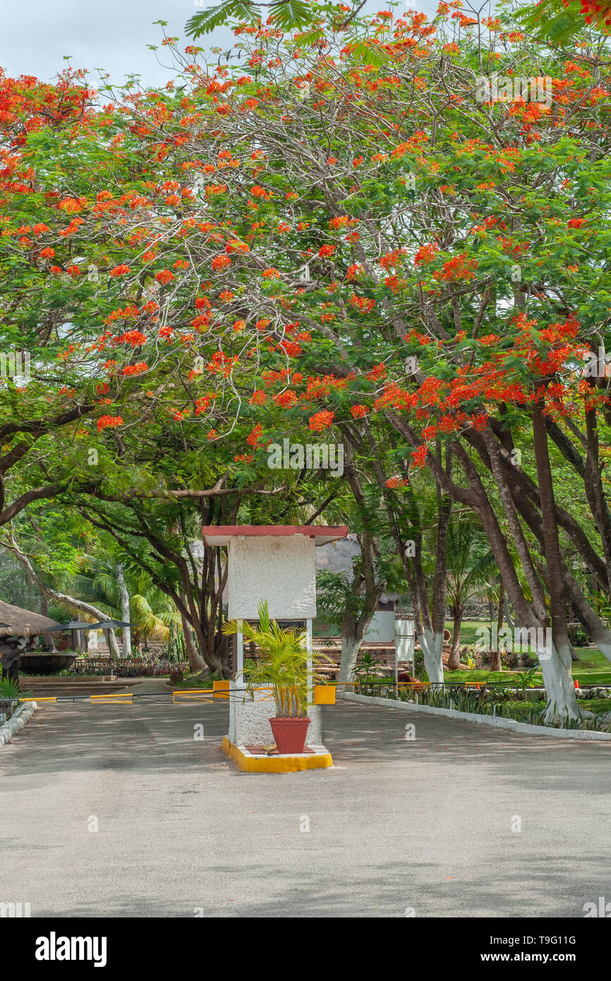 Delonix Regia trees, with their small red flowers, on the Yucatan ...