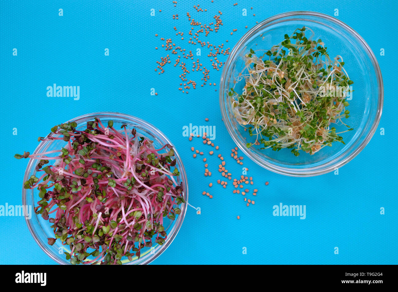 Radish seeds in container hires stock photography and images Alamy