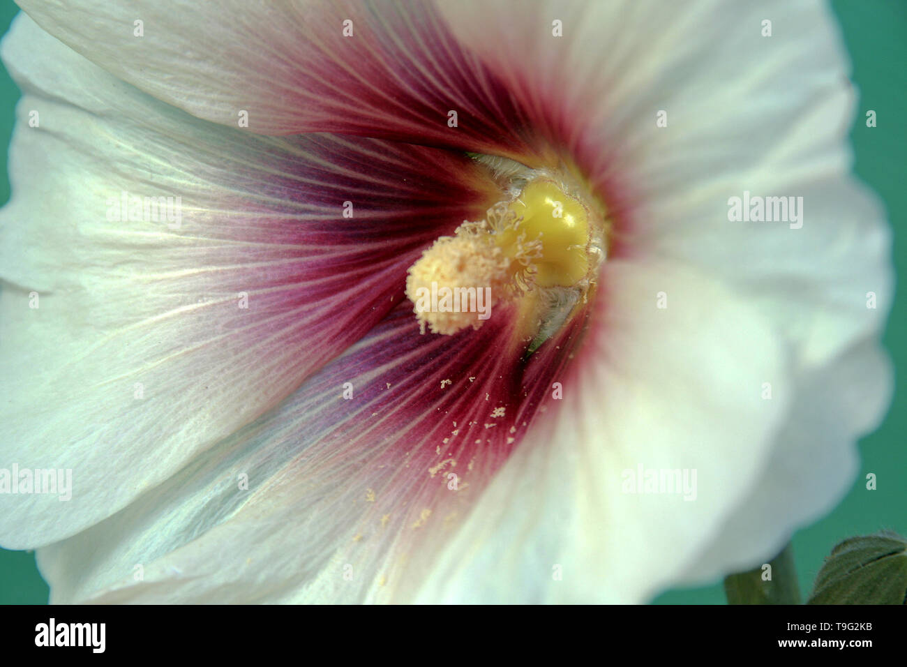 White Hibiscus Petals with Red Roots and fallen pollen dust Stock Photo
