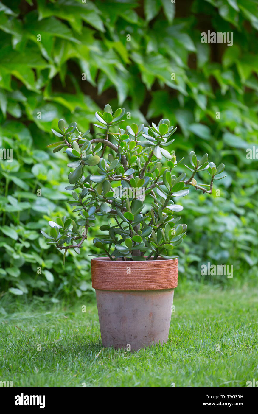 jade plant in pot in garden Stock Photo