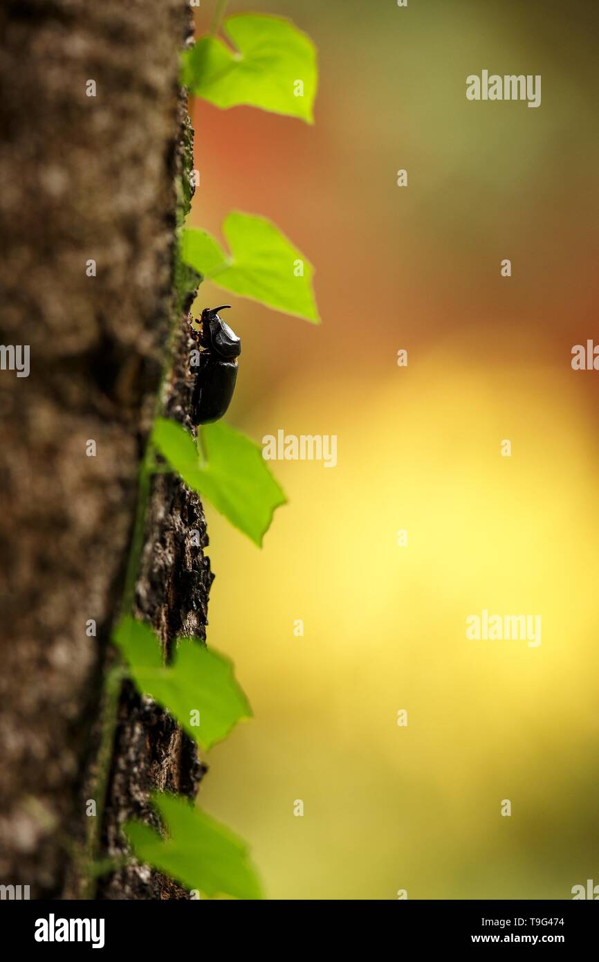 Horned rhino beatle on tree with leaves in jungle in Sulawesi,Indonesia, macro close up photo, bokeh background, celebes island, colorul clear backgro Stock Photo