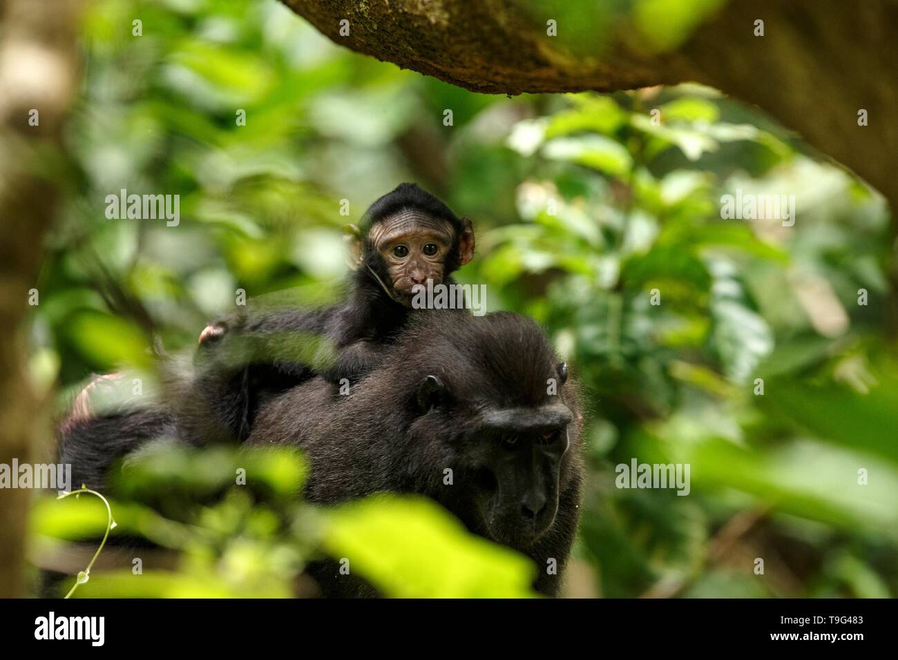 Macaque with small cute baby on the branch of the tree. Close up portrait. Endemic black crested macaque or the black ape. Natural habitat. Unique mam Stock Photo