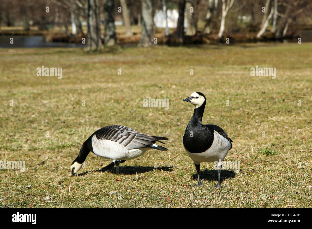 Canada goose is curious hi res stock photography and images Alamy
