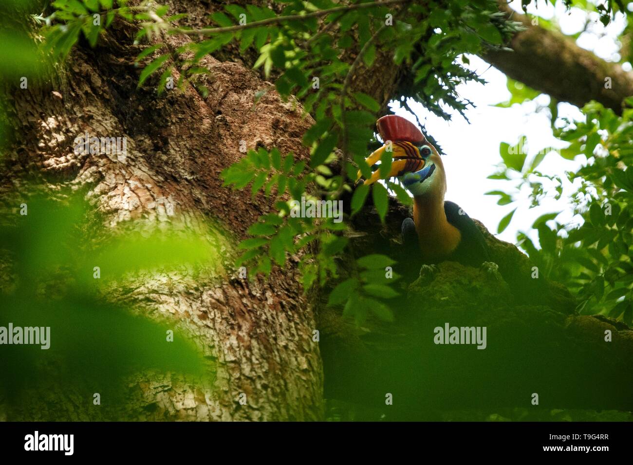 Knobbed hornbill, Aceros cassidix, fed walled female on the nest at a tree top.Tangkoko National Park, Sulawesi, Indonesia, typical animal behavior, e Stock Photo