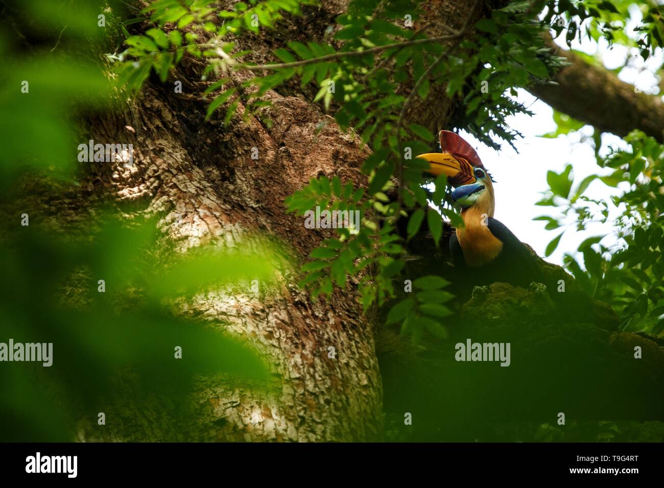 Knobbed hornbill, Aceros cassidix, fed walled female on the nest at a tree top.Tangkoko National Park, Sulawesi, Indonesia, typical animal behavior, e Stock Photo