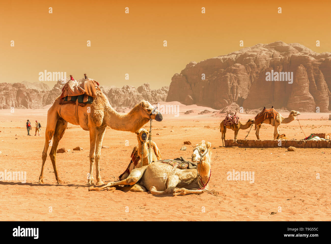 Begyndelsen hastighed Smøre Beduin and camels in Wadi Rum desert in Jordan Stock Photo - Alamy