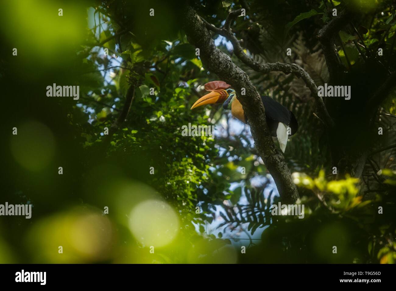 Knobbed hornbill, Aceros cassidix, sitting on branch at a tree top near its nest.Tangkoko National Park, Sulawesi, Indonesia, typical animal behavior, Stock Photo