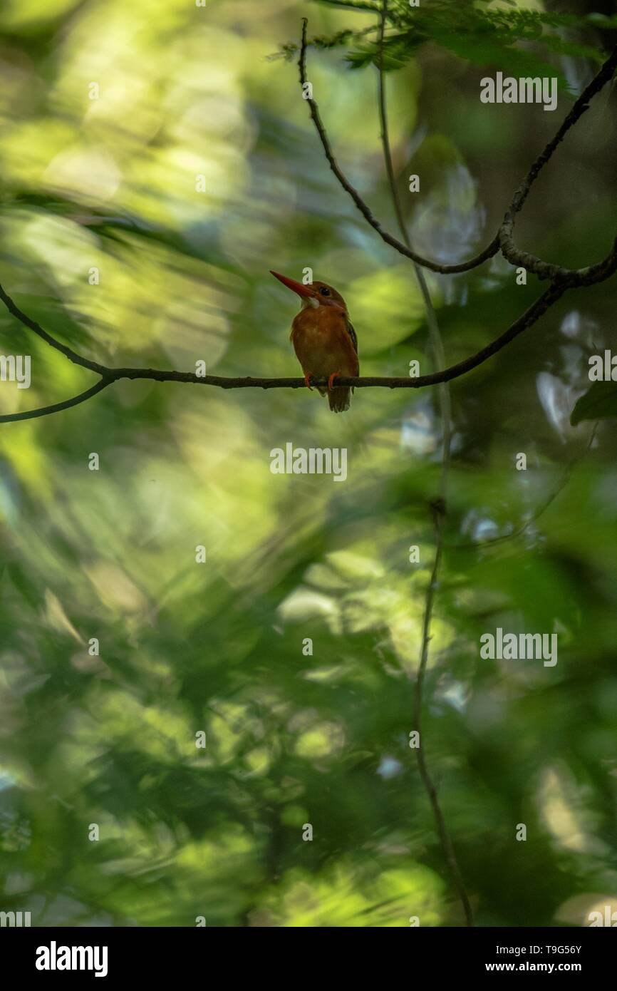 Dwarf sulawesi kingfisher (Ceyx fallax) perches on a branch in indonesian jungle,family Alcedinidae, endemic species to Indonesia, Exotic birding in A Stock Photo