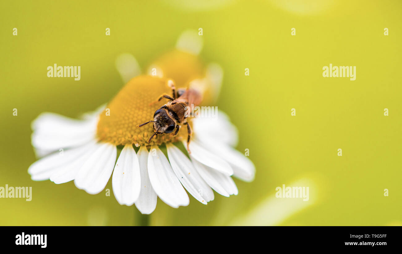 Spring single daisy flower and bee Selected focus Stock Photo