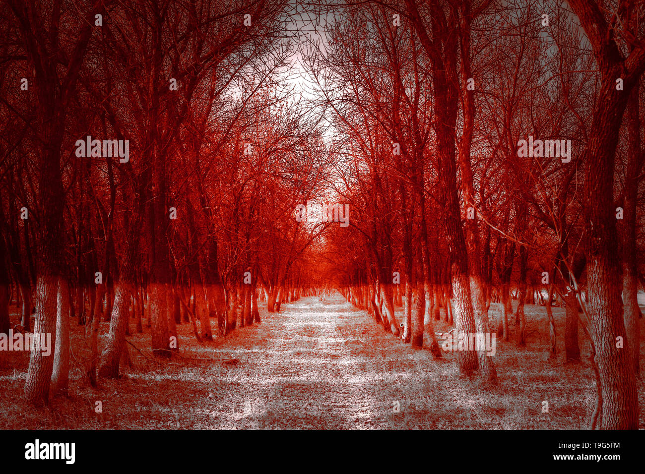 man in scary forest, dark horror landscape, halloween background Stock  Photo - Alamy