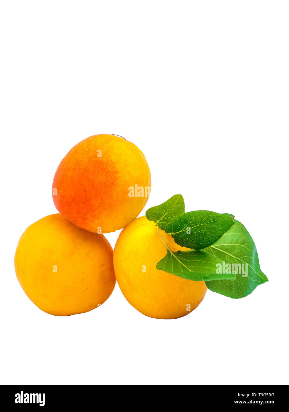 apricots with leaf isolated on white background Stock Photo - Alamy