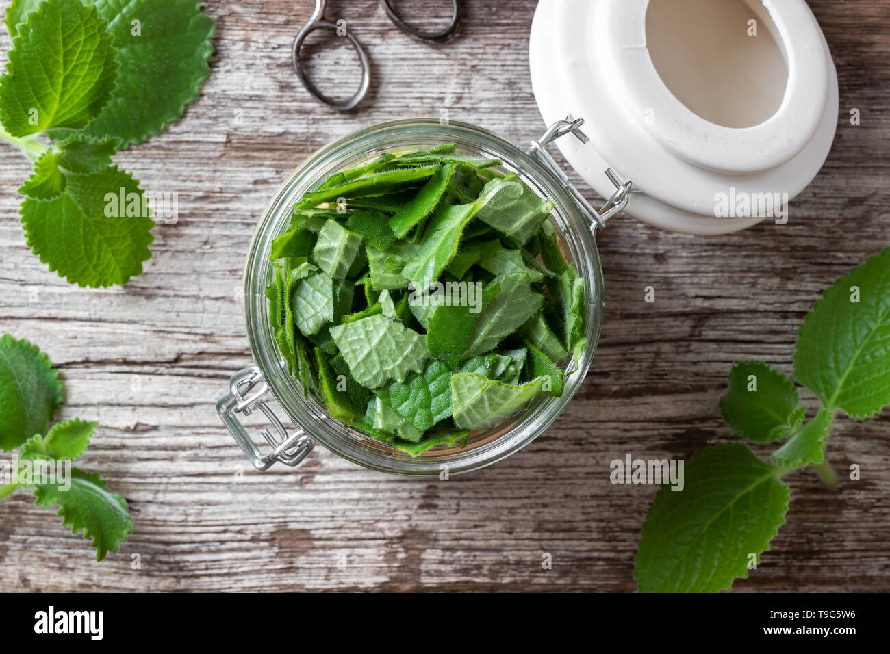 Preparation of a homemade herbal syrup against common cold from silver spurflower, top view Stock Photo