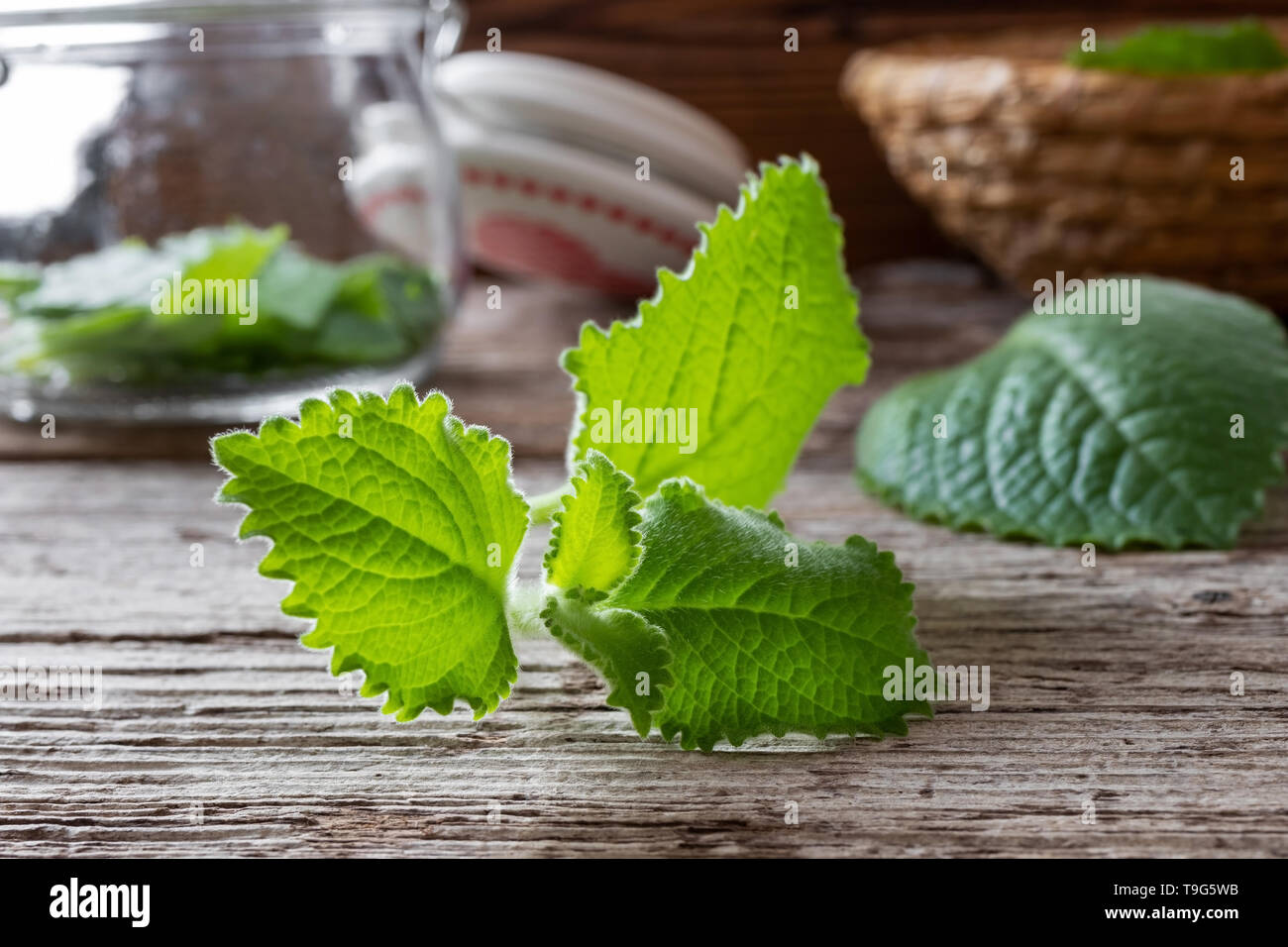 Fresh silver spurflower, or Plectranthus argentatus plant on a table Stock Photo