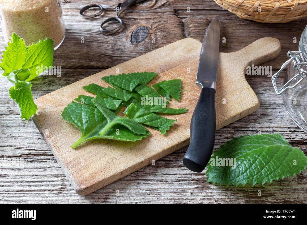 Cutting up fresh silver spurflower leaves to prepare homemade herbal syrup against common cold Stock Photo