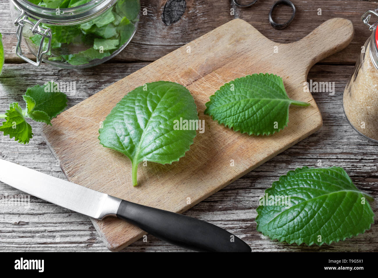 Cutting up fresh silver spurflower to prepare herbal syrup against common cold Stock Photo
