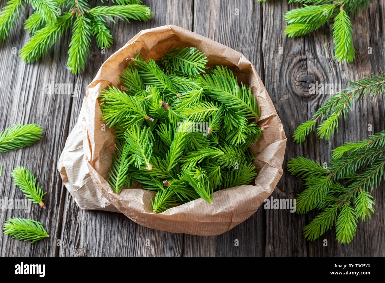 Spruce tips collected in a bag to prepare homemade syrup Stock Photo