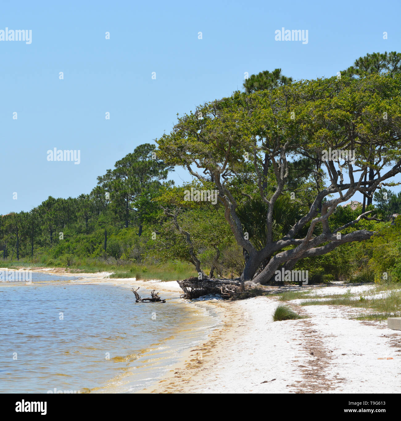 The coast of Gulf Breeze in Santa Rosa County Florida on the Gulf of