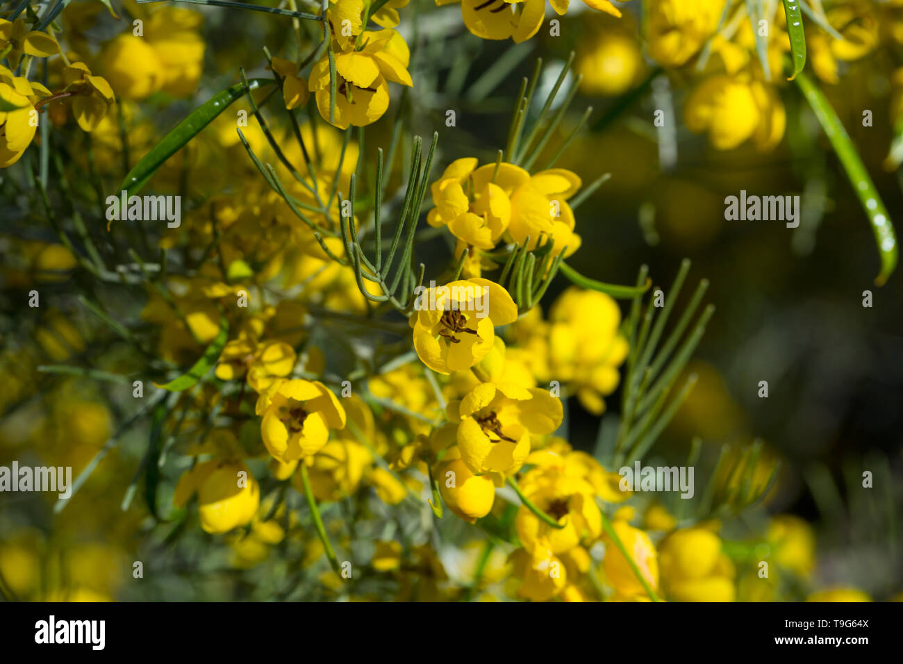 Blooming Senna artemisioides (or feathery cassia) in spring Stock Photo