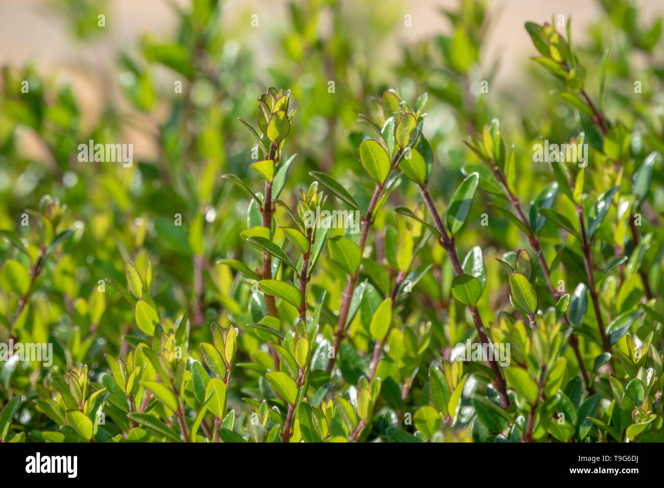 Trimmed Bush