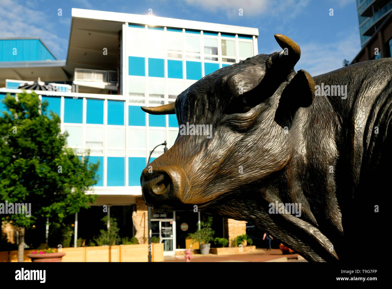 Head of 'Major', bronze sculpture of a bull in the Central Carolina Bank Plaza, Durham, North Carolina, USA by Leah Foushee Waller, Michael Waller. Stock Photo