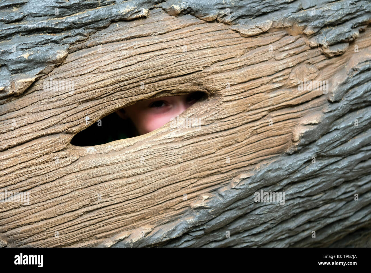 Child looking through a tree hole on an artificial hollow tree trunk