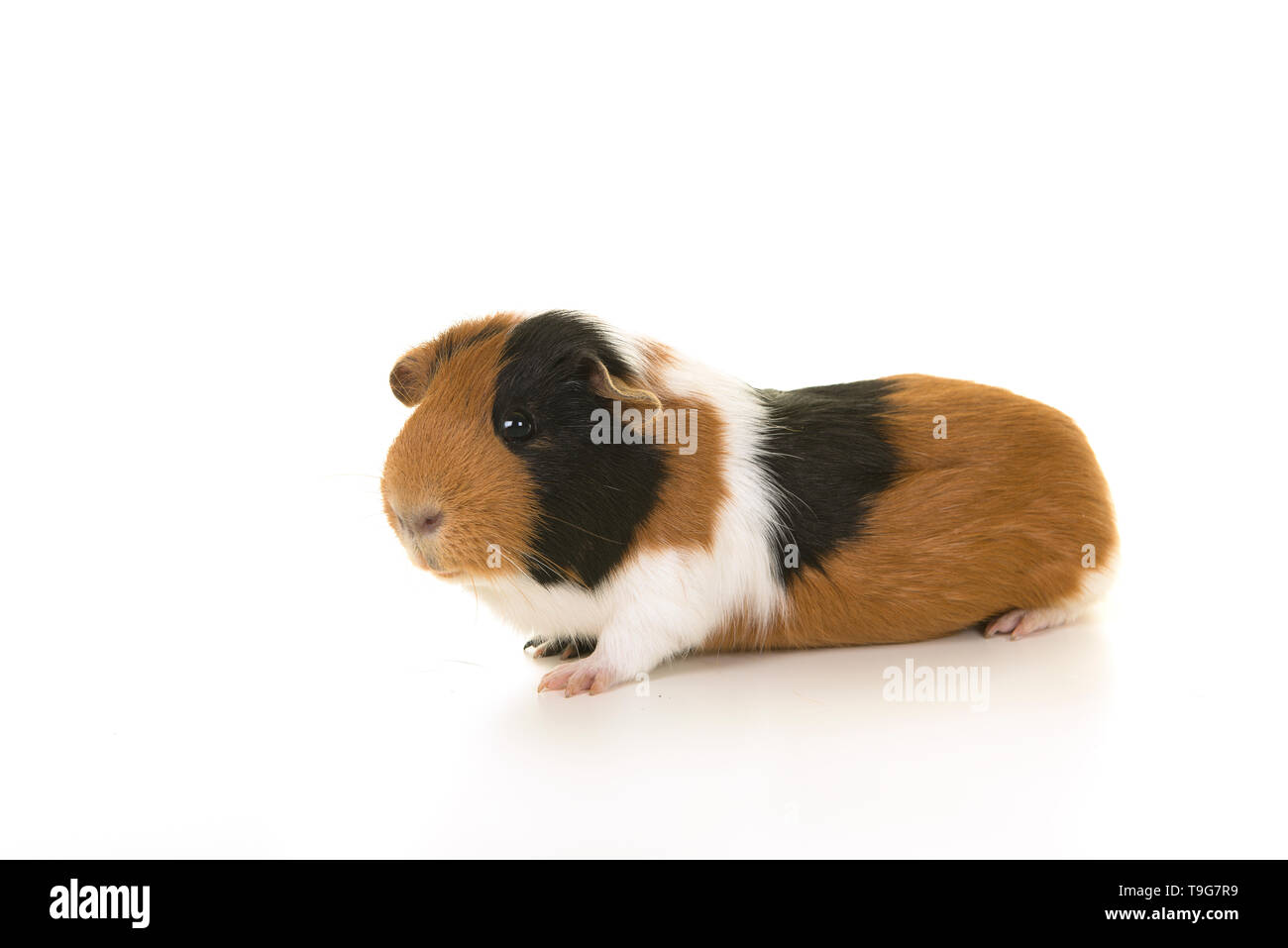 Smooth haired guinea pig seen from the side on a white background Stock Photo
