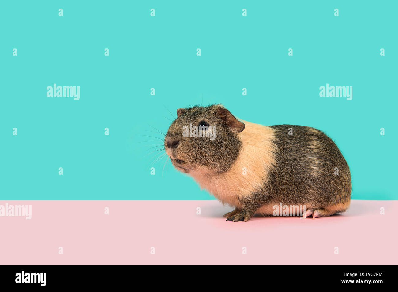 Smooth haired guinea pig on a pink and blue background Stock Photo