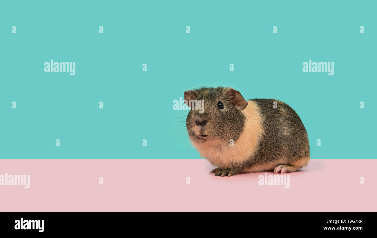 Smooth haired guinea pig on a pink and blue background in a panoramic image Stock Photo