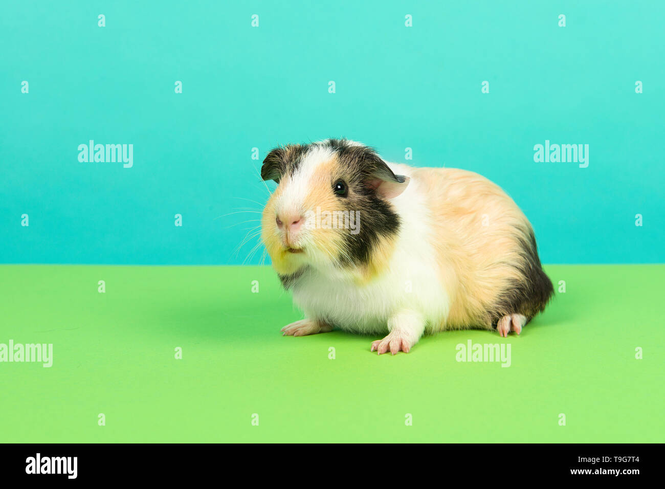 Smooth haired tricolour guinea pig on a green and blue background Stock Photo