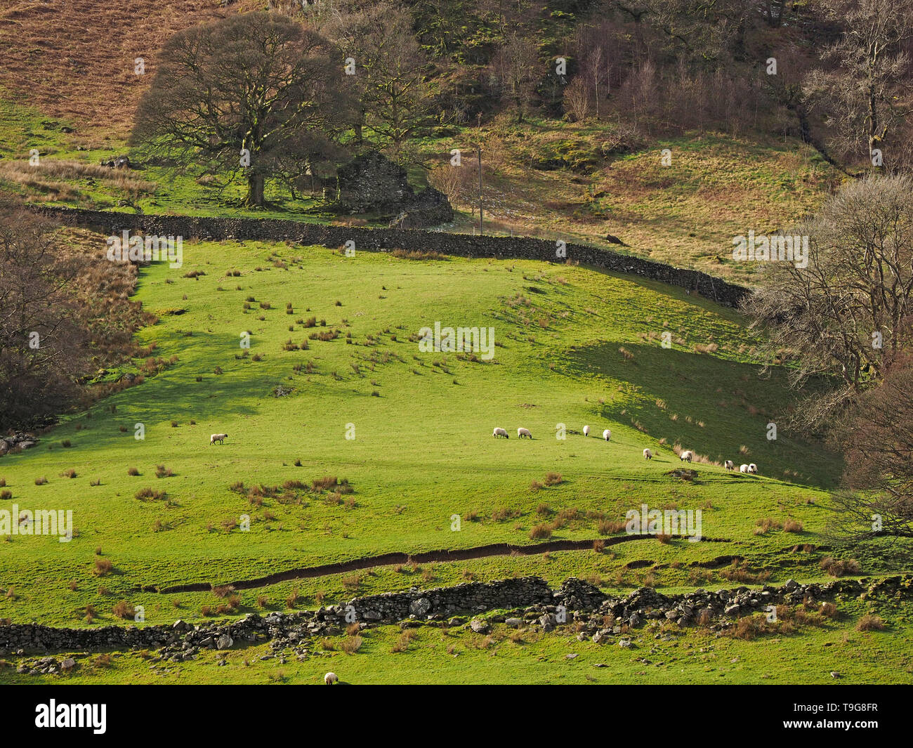 Spring landscape in Long Sleddale Cumbria, England, UK with old farm building,dry stone walls and grazing sheep in sunlit rough pasture Stock Photo