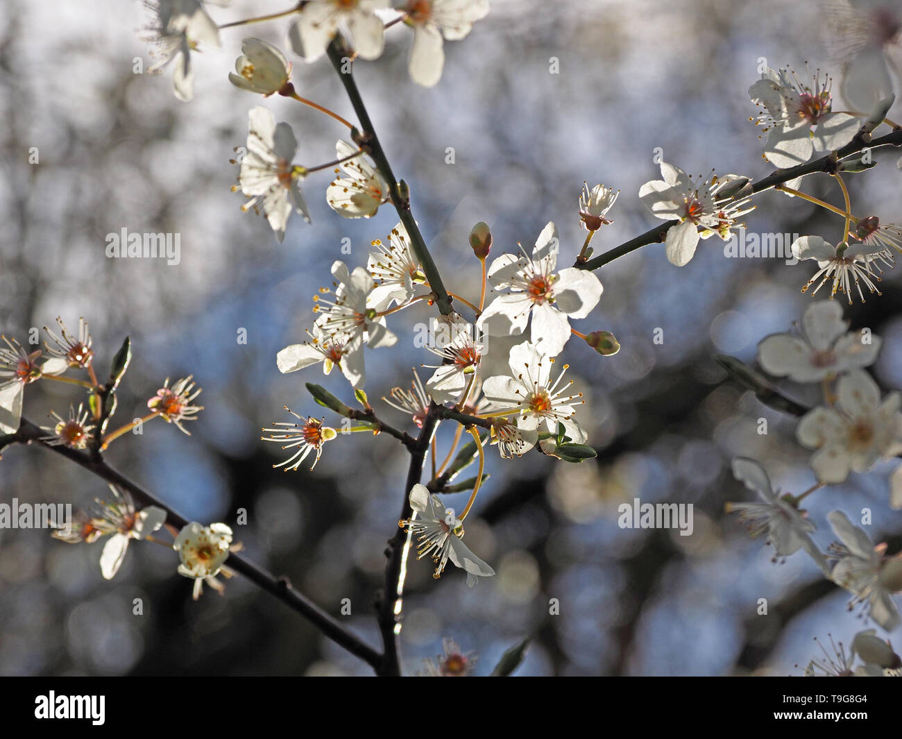 dreamy image of blossom of damson tree (Prunus domestica subsp. insititia) possibly crossed with Sloe/blackthorn (prunus spinosa) - Cumbria,England UK Stock Photo