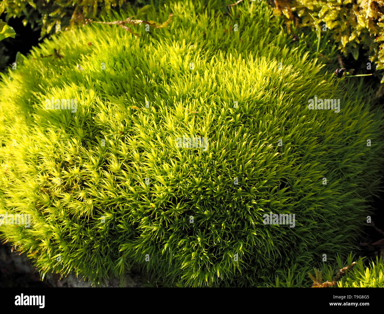 vivid green gametophytes of White cushion moss, aka Pincushion moss / Large white moss  (Leucobryum glaucum) form a dense cushion Cumbria, England, UK Stock Photo