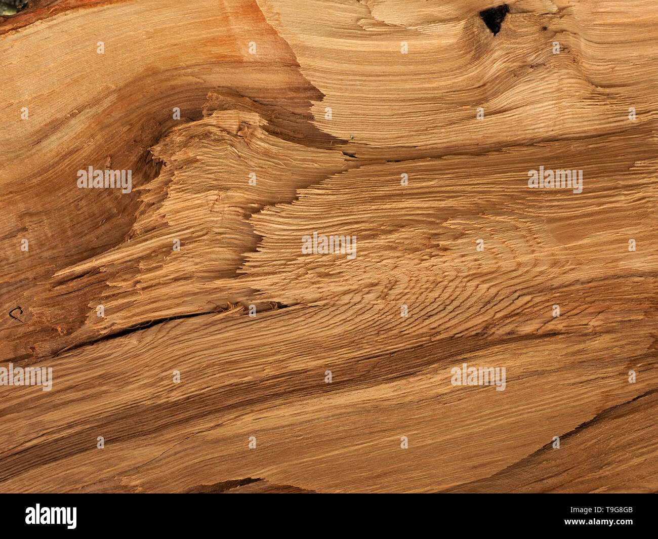 Ash wood grain hires stock photography and images Alamy