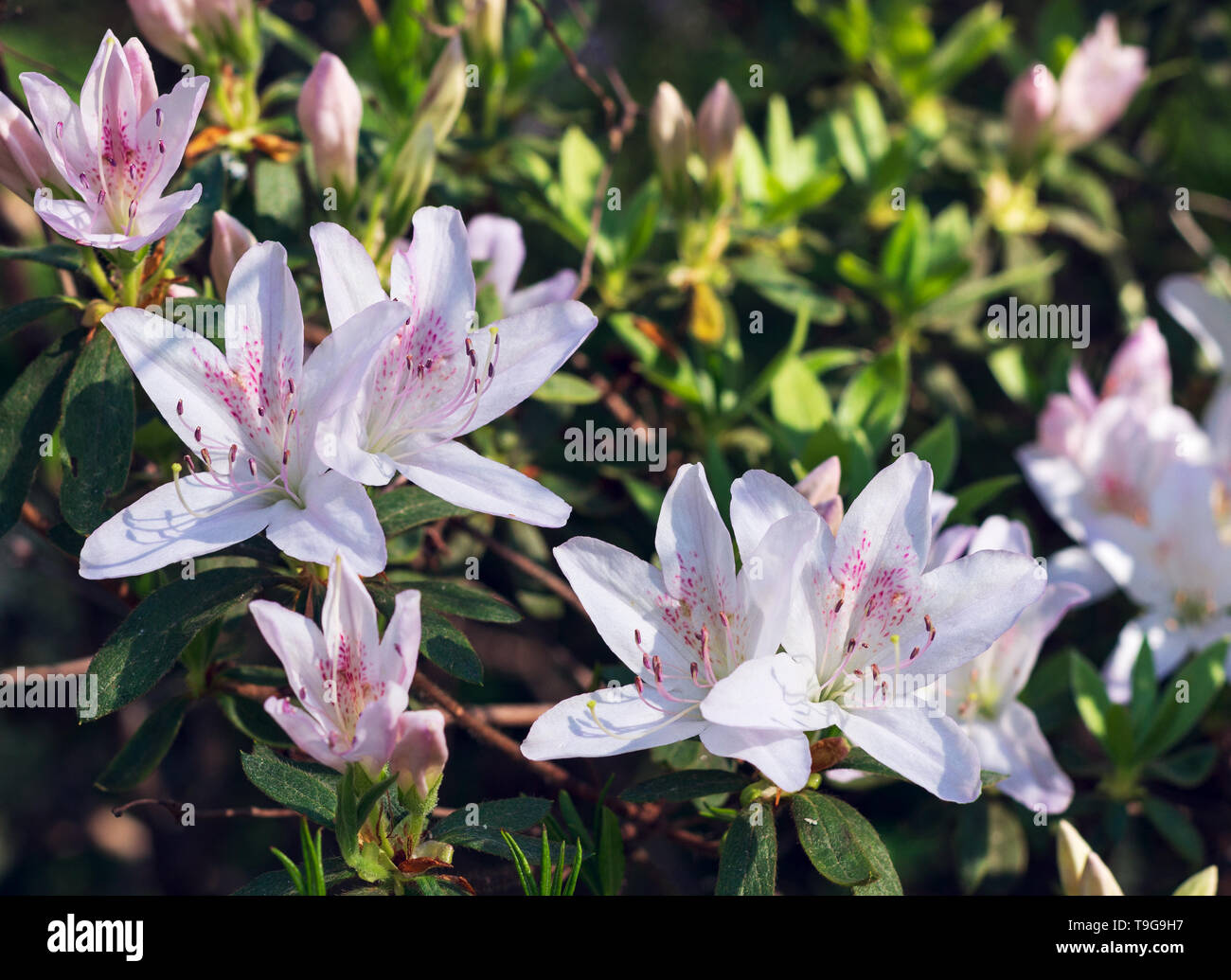 These white azaleas (Rhododendron pentanthera) are tinged a pink blush when in full bloom. Stock Photo