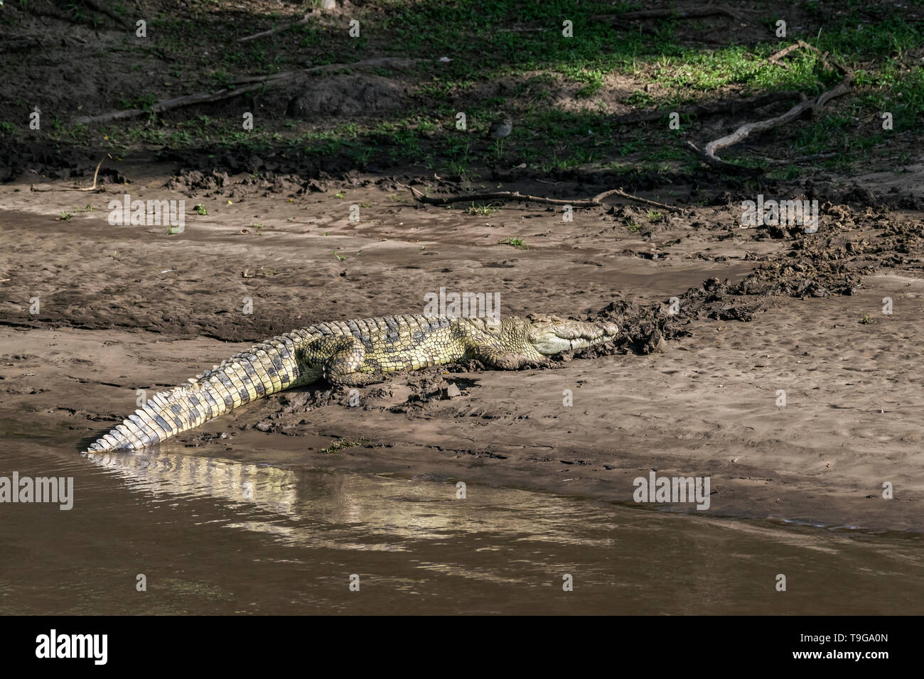 Nile crocodile (Crocodylus niloticus) moving up onto the river bank, Grumeti River, Serengeti, Tanzania Stock Photo