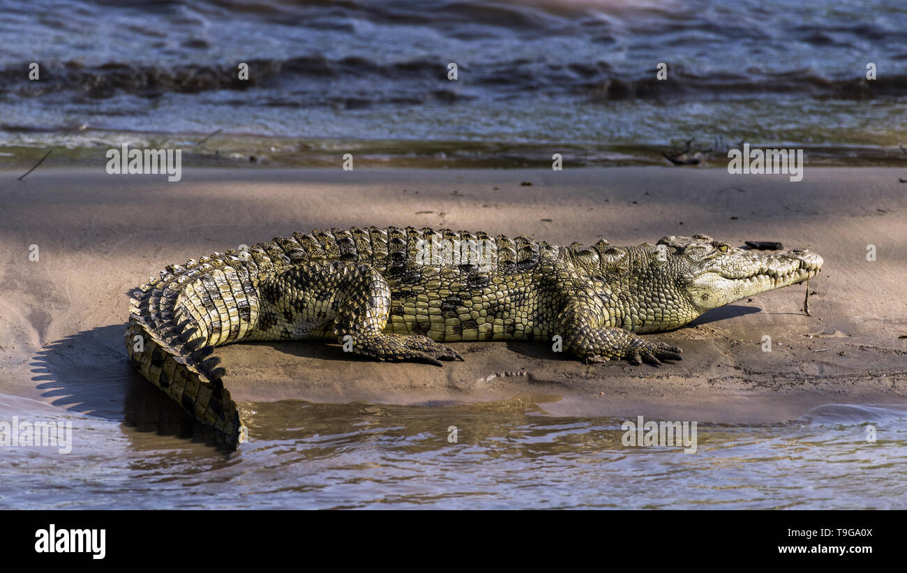 Nile crocodile with fish guts in its mouth, sand bar, Grumeti River, Serengeti, Tanzania Stock Photo