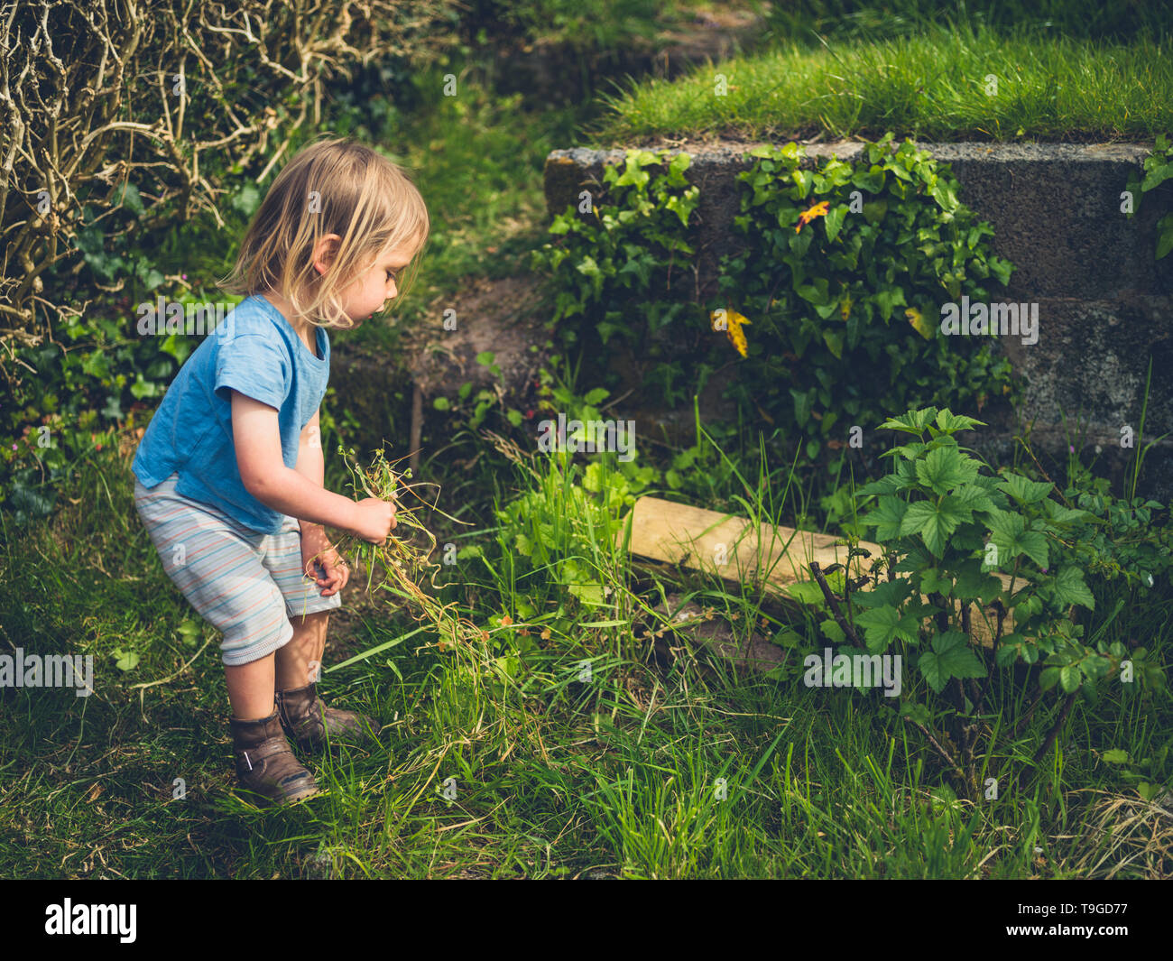 A little toddler is pulling up weeds in the garden Stock Photo - Alamy