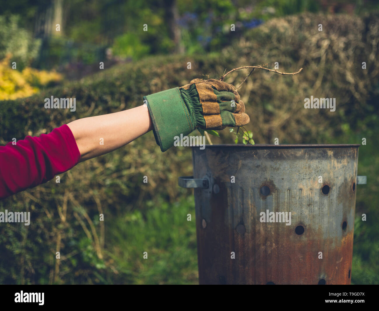 A woman wearing a gardening glove is putting weeds in an incinerator Stock Photo