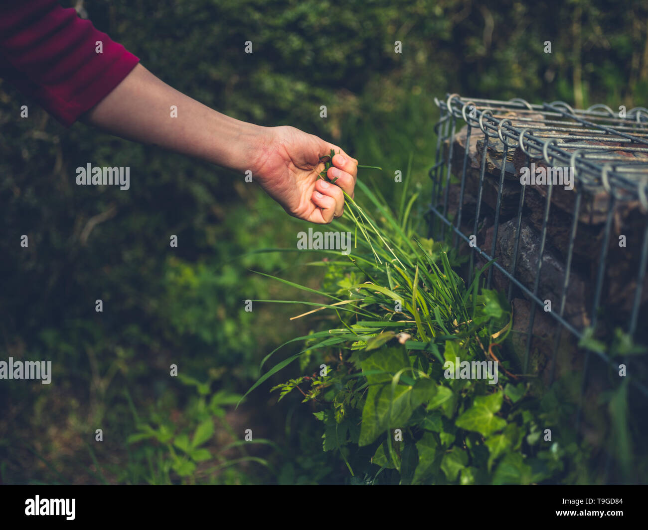 The hand of a young woman as she is pulling weeds in the garden Stock ...