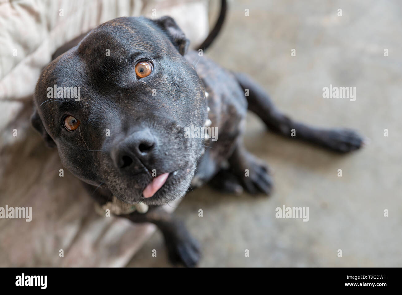 Staffordshire Bull Terrier with Tongue Out Stock Photo