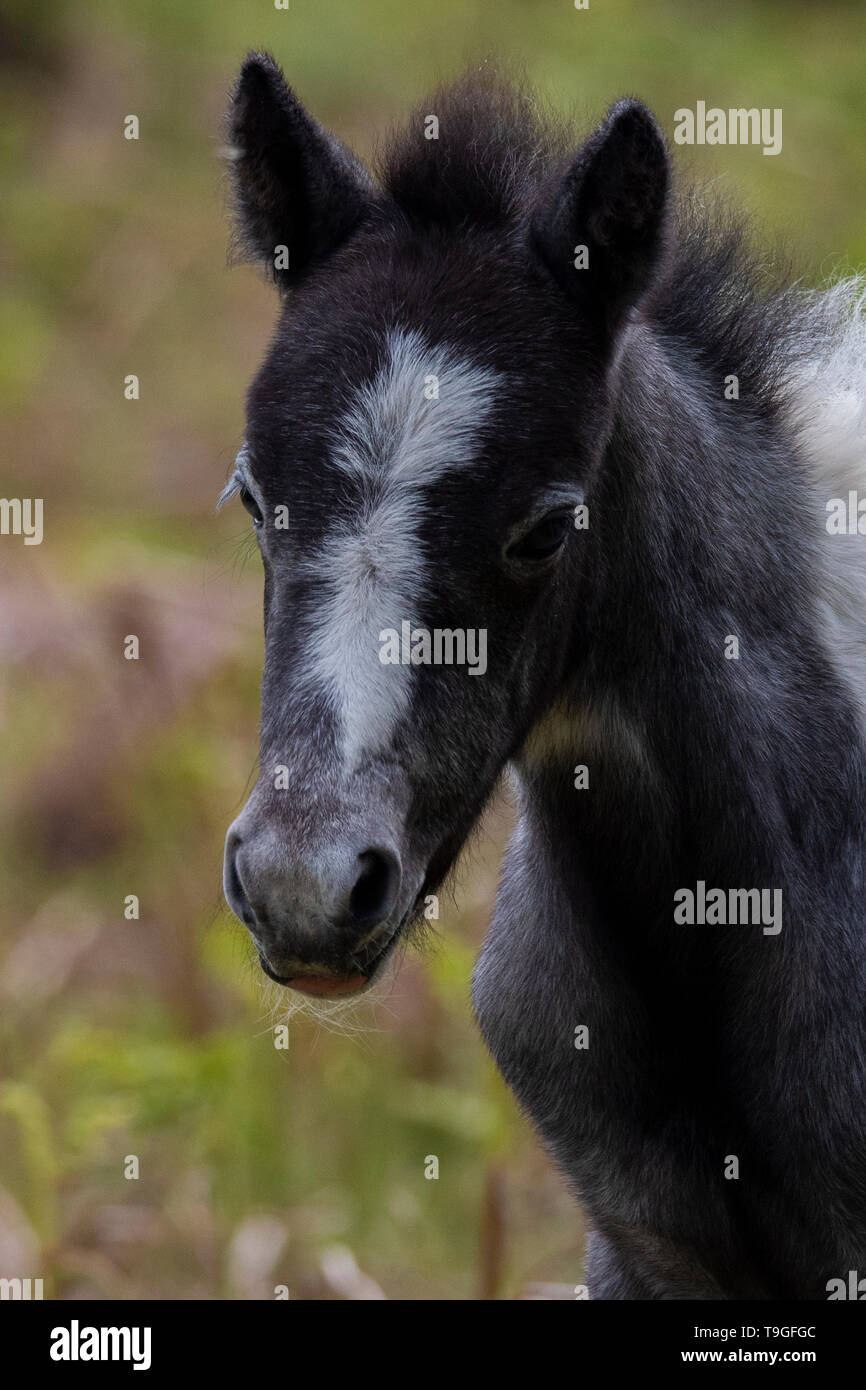 Dartmoor Pony Foal Stock Photo Alamy