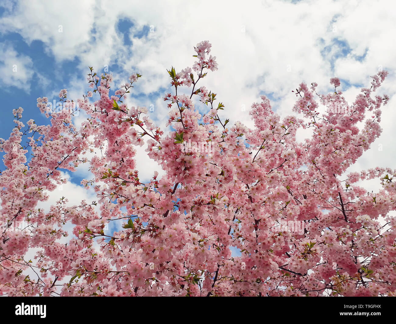 Wild pink cherry tree blooming over sky background. Spring flowers, cluster blossoms on the branch in the park. Beautiful nature seasonal close up. Stock Photo