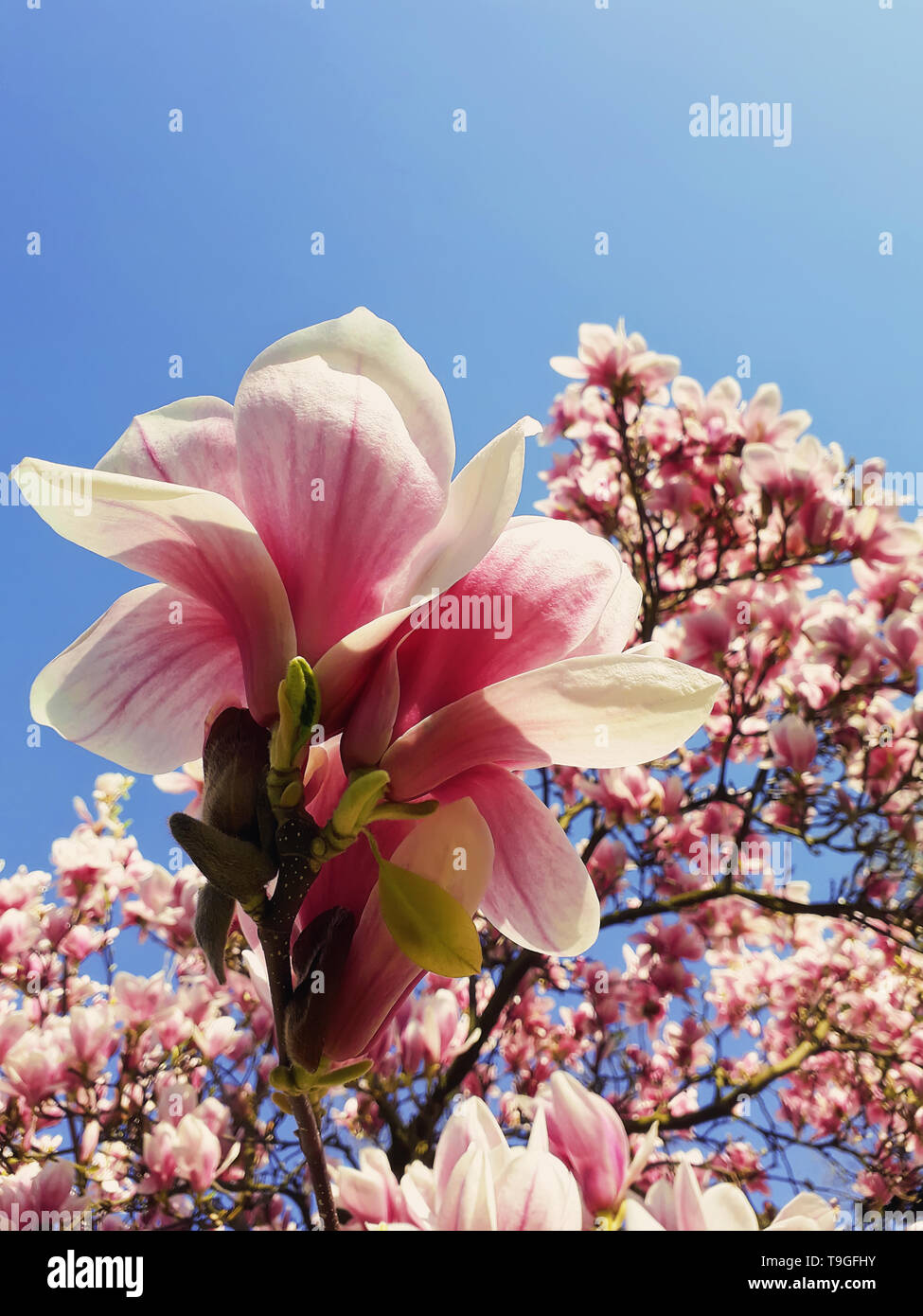 Wild pink magnolia tree buds blooming, floral pattern over blue sky. Spring flower cluster blossoms close up on the branches in the park. Beautiful na Stock Photo