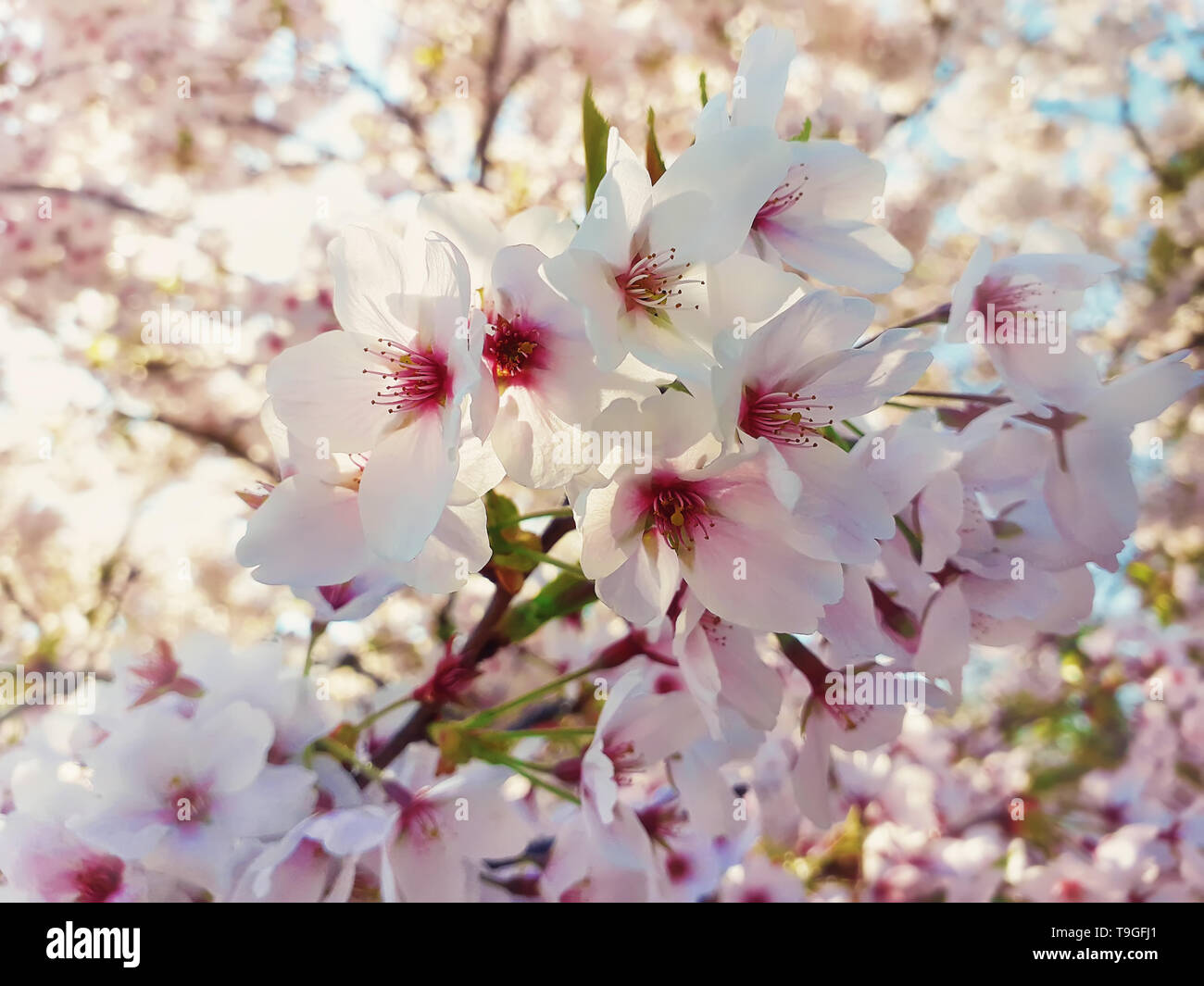 Close up of a wild white cherry tree blooming. Spring flowers background, cluster blossoms on the branch in the park. Beautiful nature seasonal scene. Stock Photo