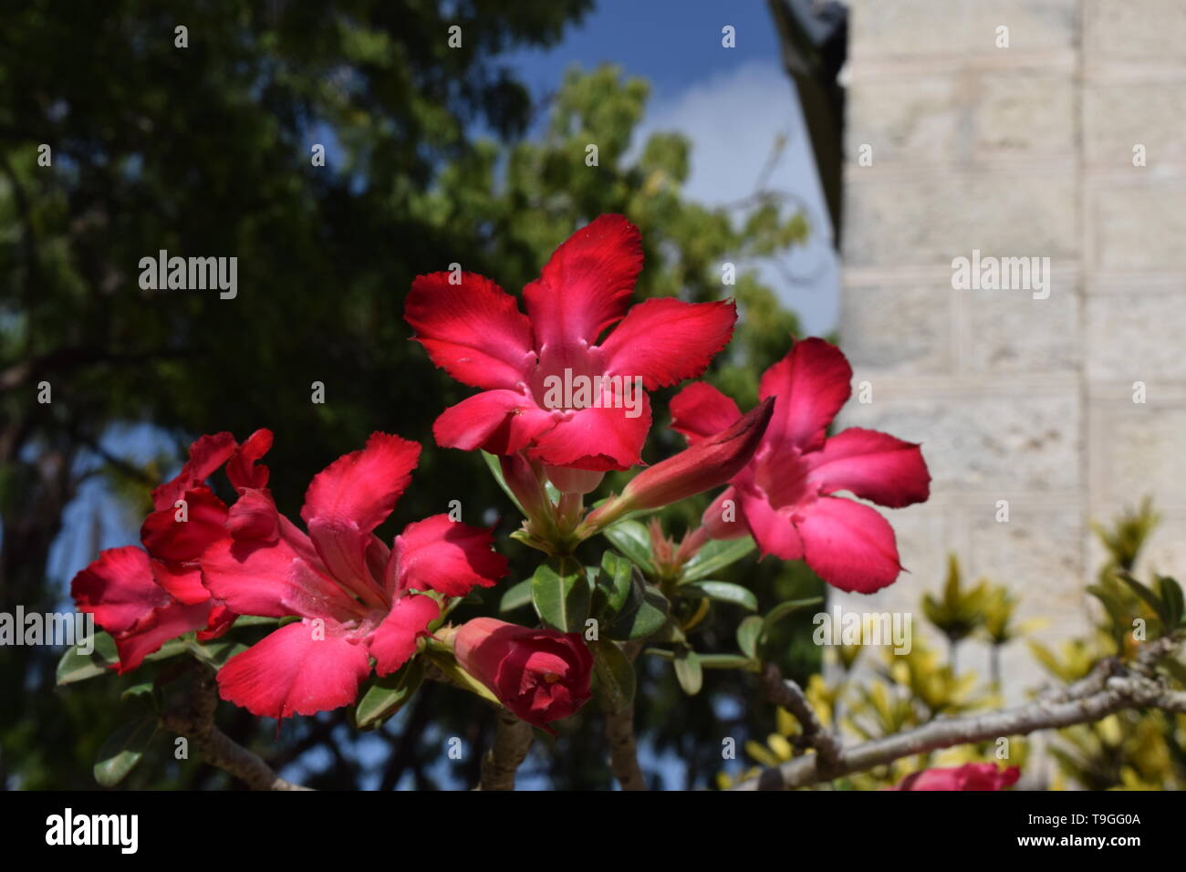 Tropical plant bright pink flowers hi-res stock photography and images ...