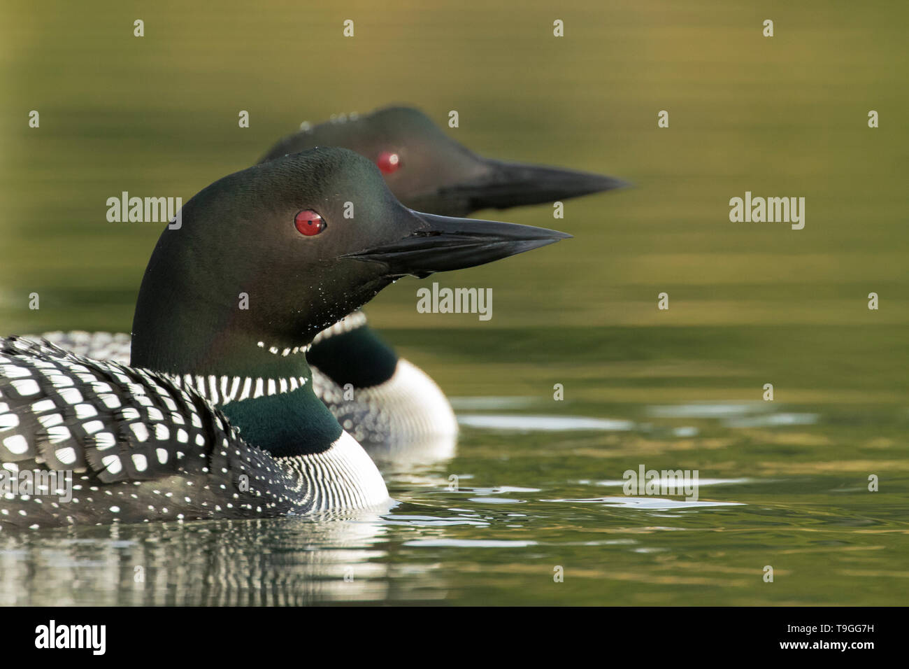 Stony plain canada hires stock photography and images Alamy